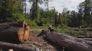 Best Firewood Processing and Delivery  in Springs, NY