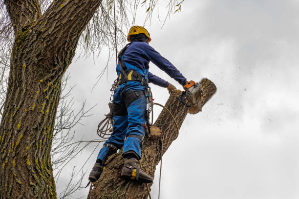 Best Hedge Trimming  in Springs, NY